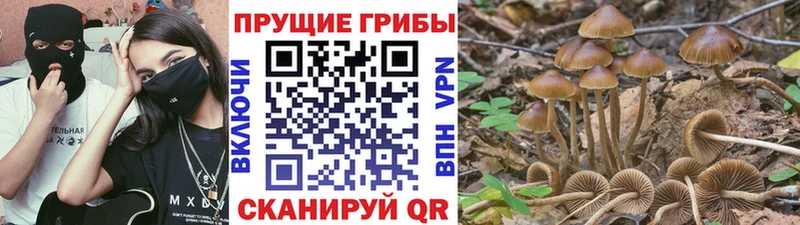 купить наркоту  Кологрив  Псилоцибиновые грибы GOLDEN TEACHER 